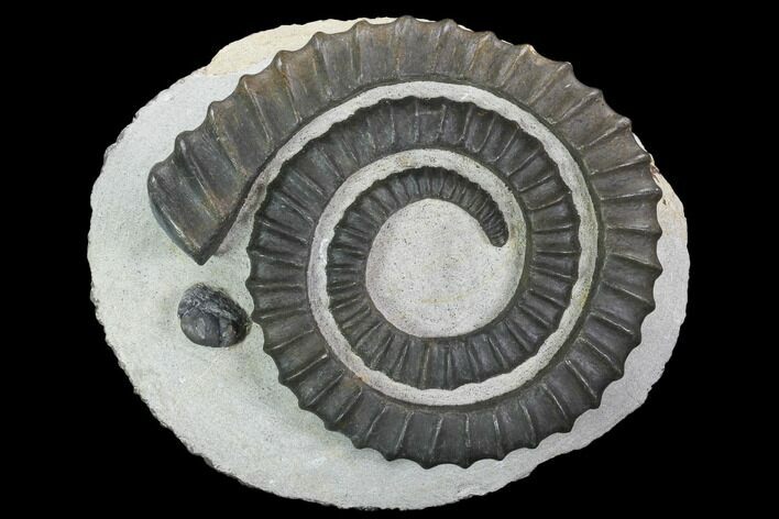 Devonian Ammonite (Anetoceras) With Trilobite Head - Morocco #99952